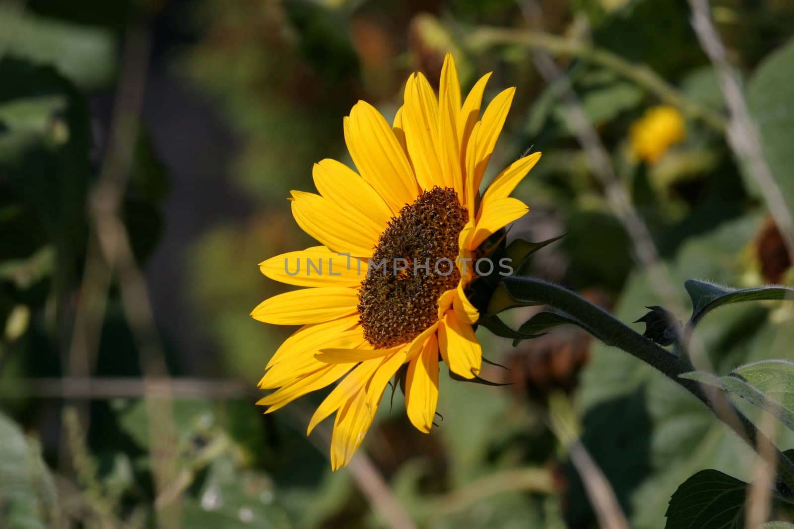 Sun flower