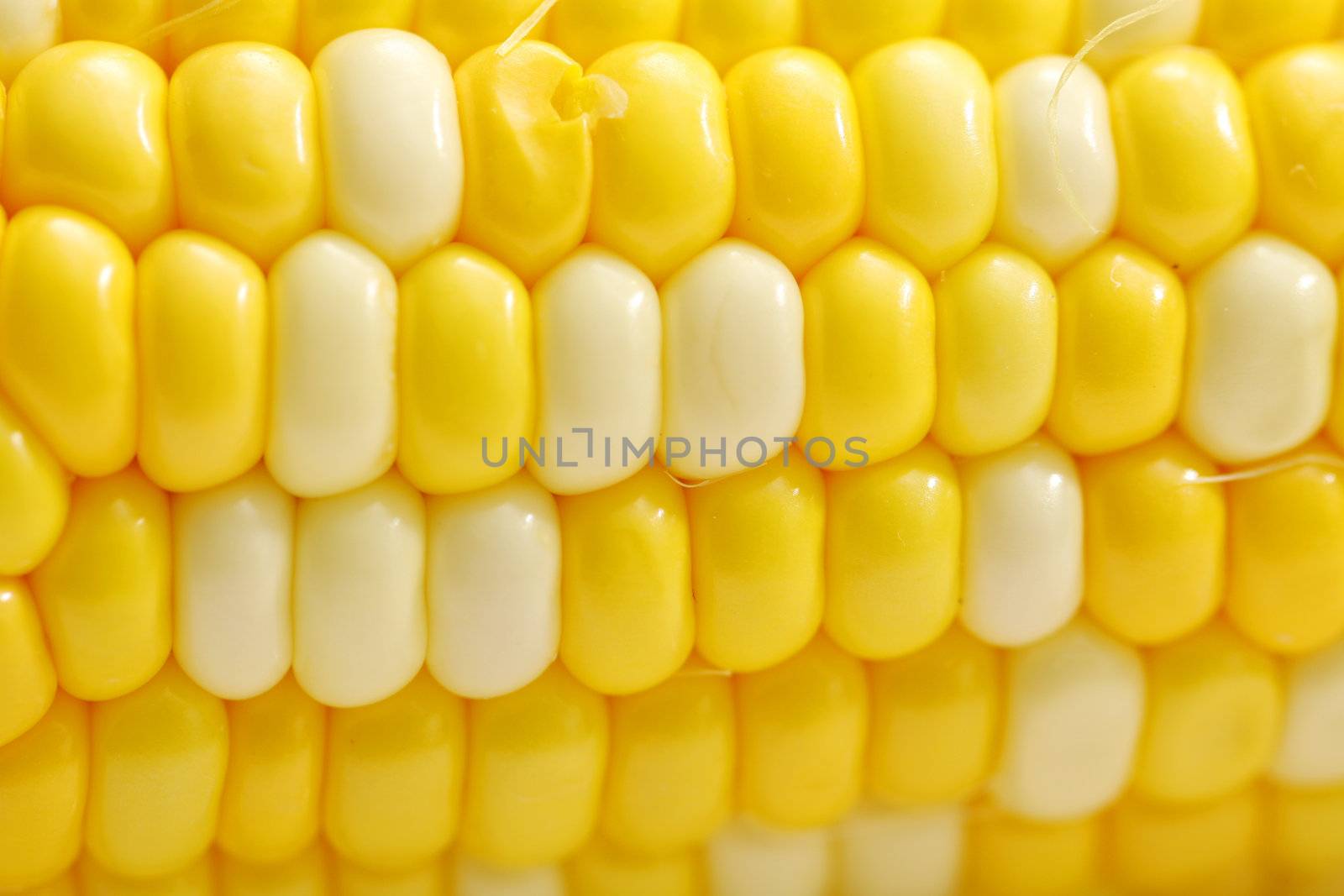 Corn close-up.