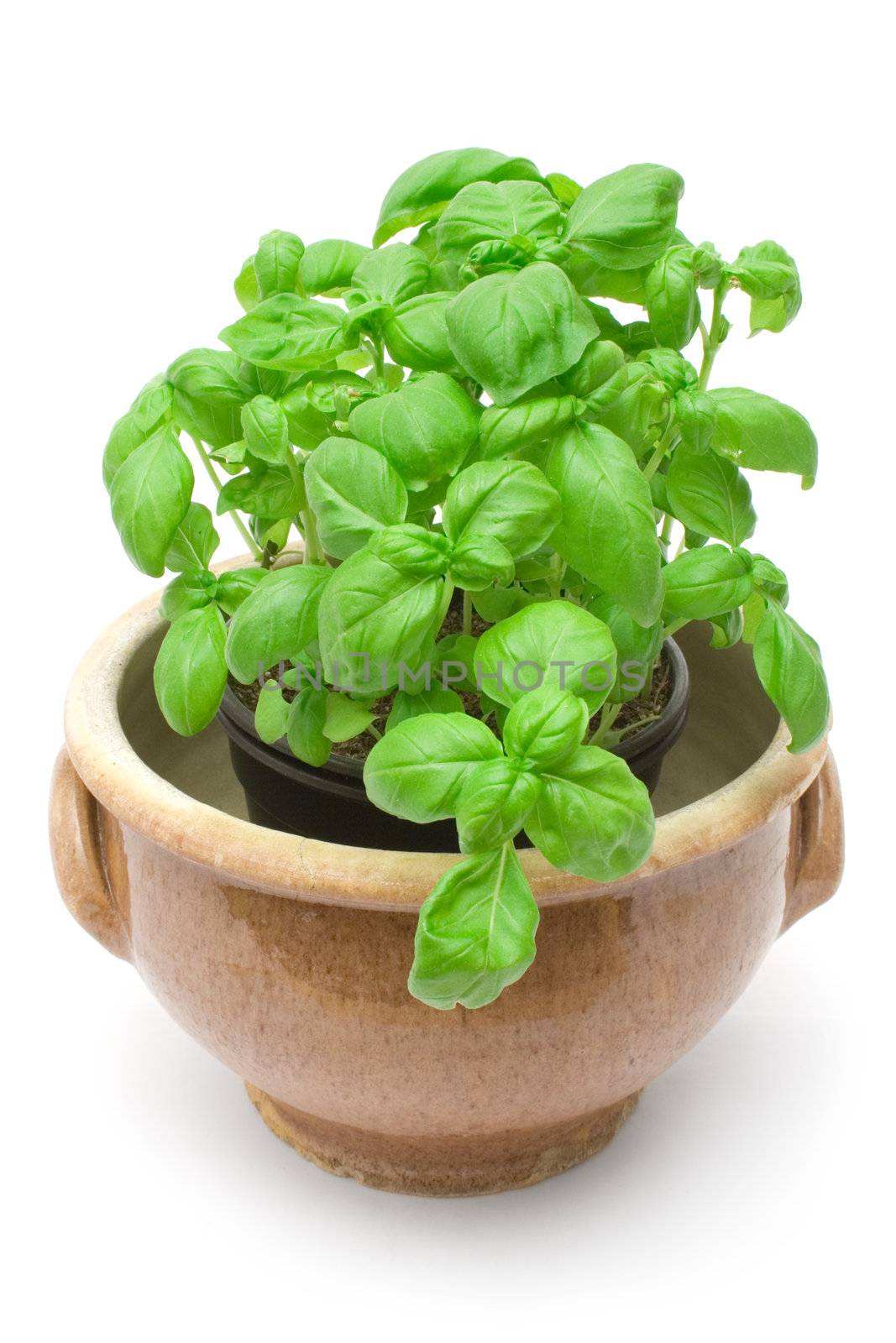 Fresh herbs in a brown pot. Isolated on a white background.