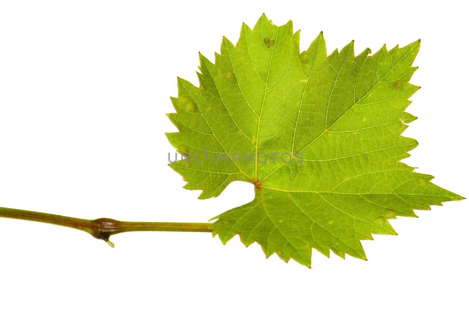 Vine leave isolated on white background