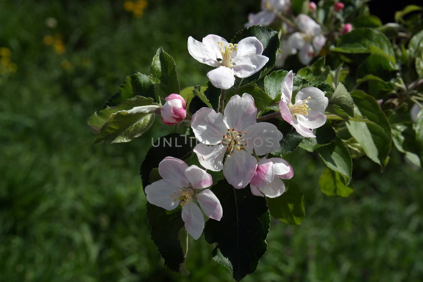 Close up of fruit flowers in the earliest springtime