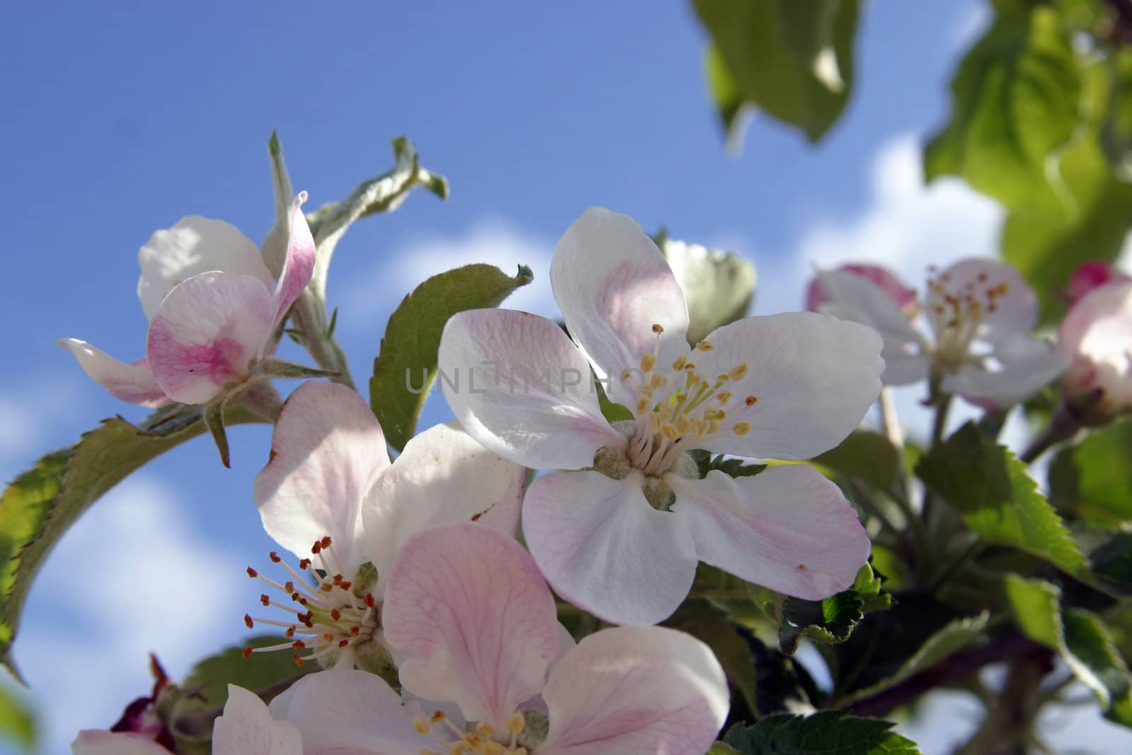 Close up of fruit flowers in the earliest springtime