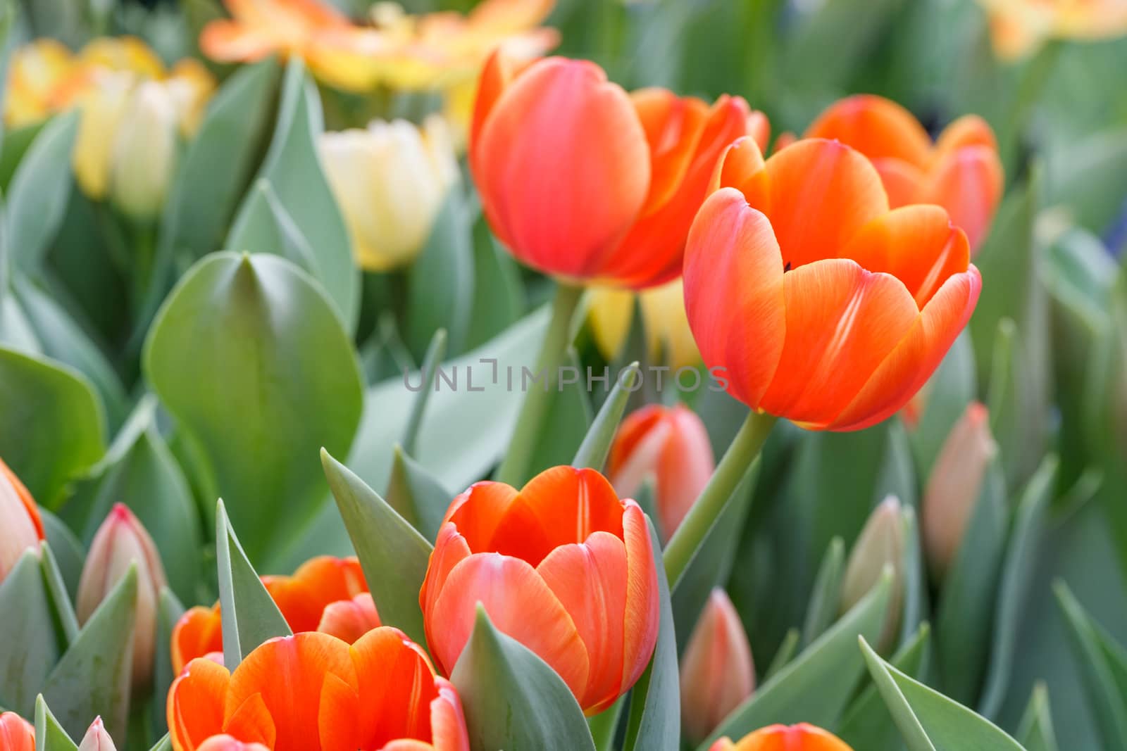 beautiful spring flowers in garden, Thailand.