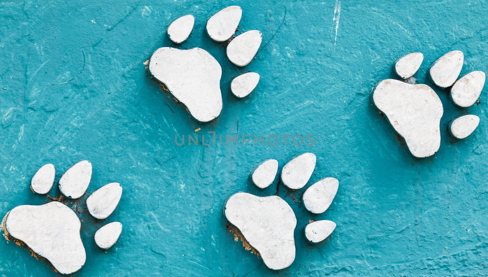 animal foot print on blue color cement.