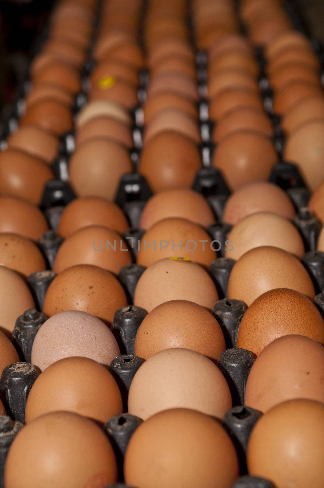 A picture of hen eggs rows pattern box food background