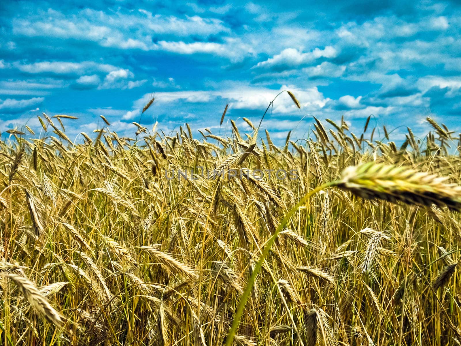 A wheat with shining golden ears in a sunny day.