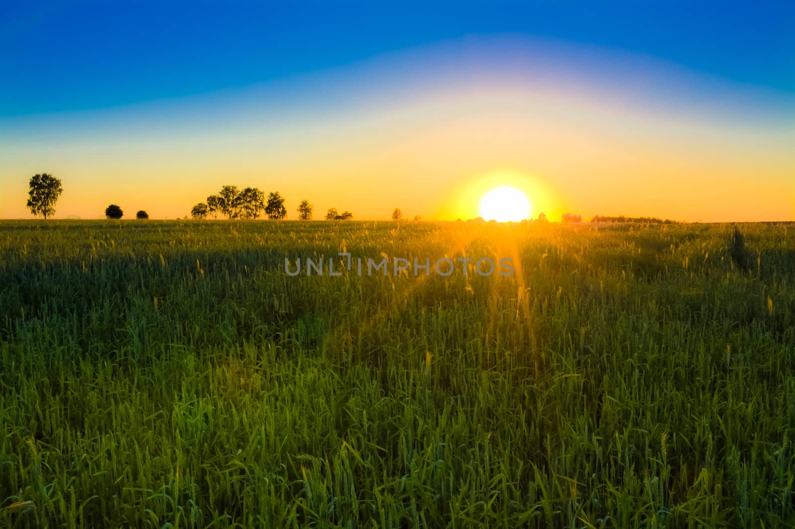 green field and beautiful sunset