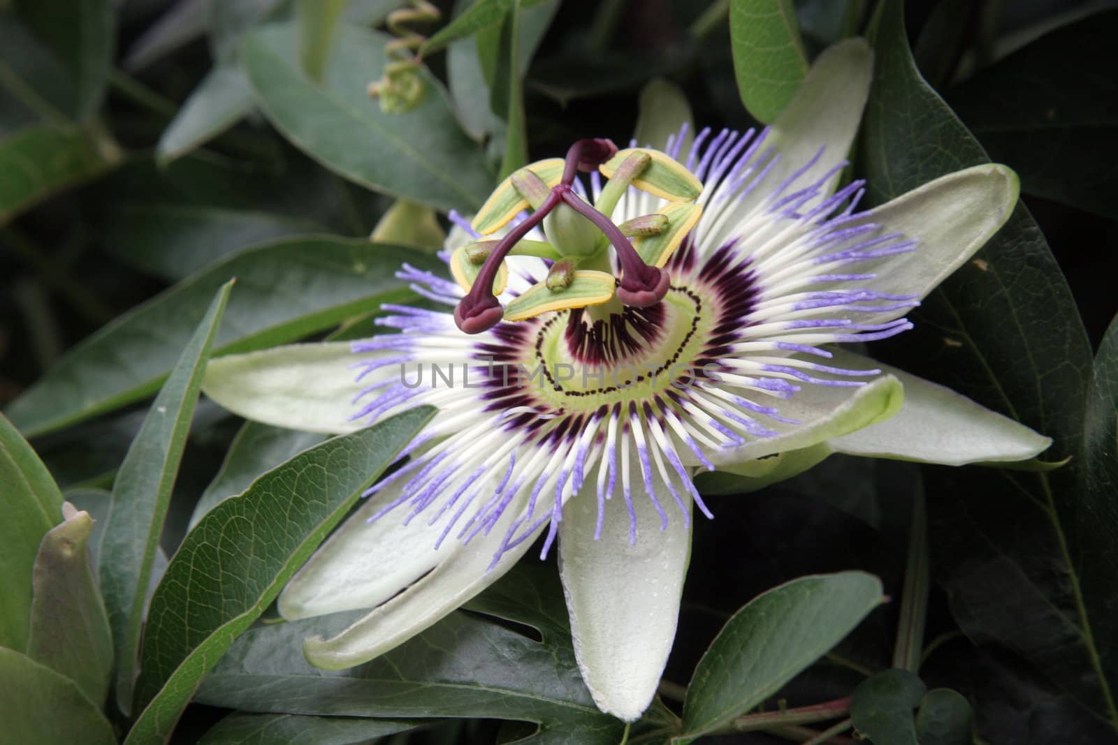 Passion Flower