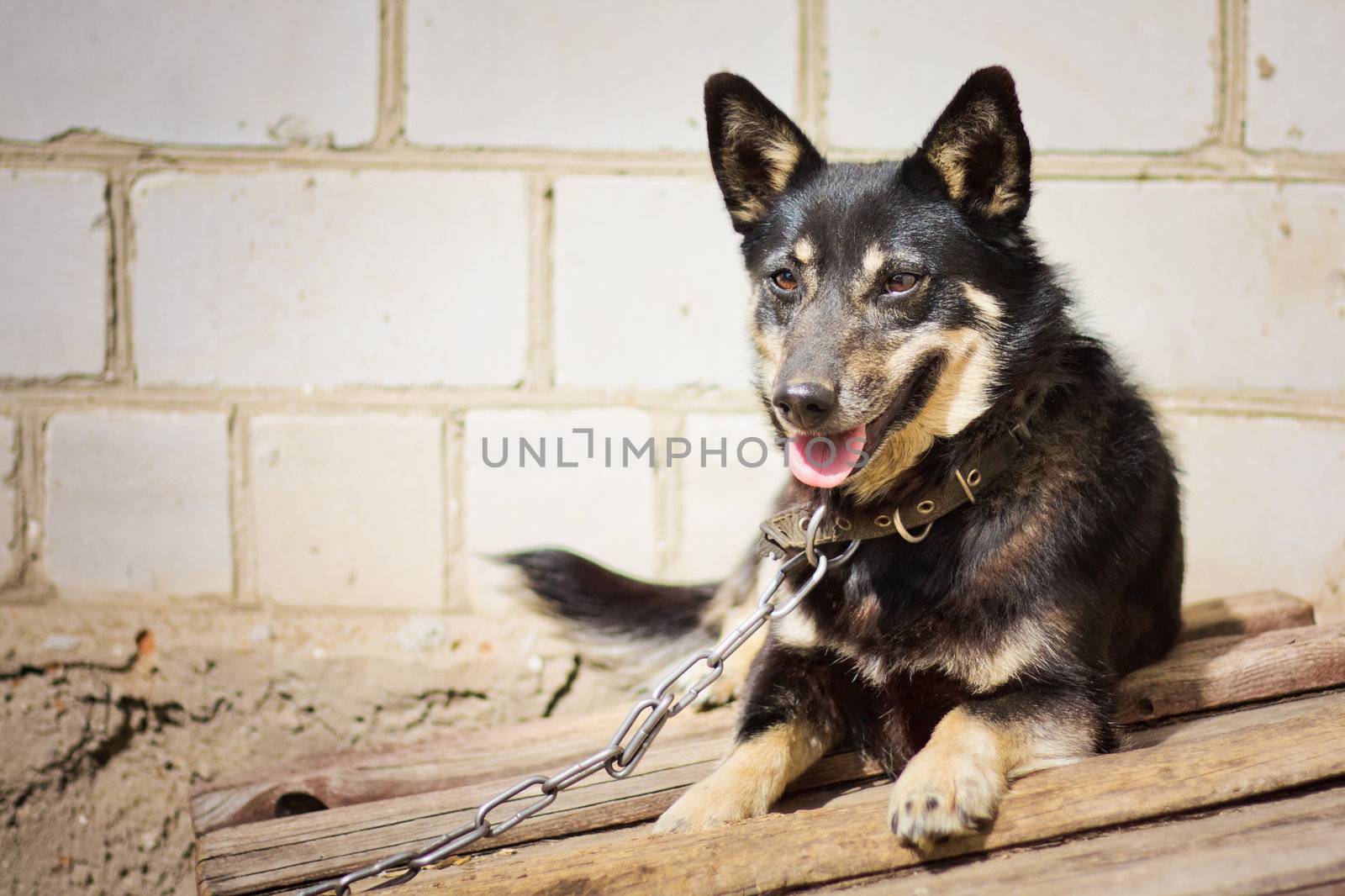 The portrait of young german shepherd