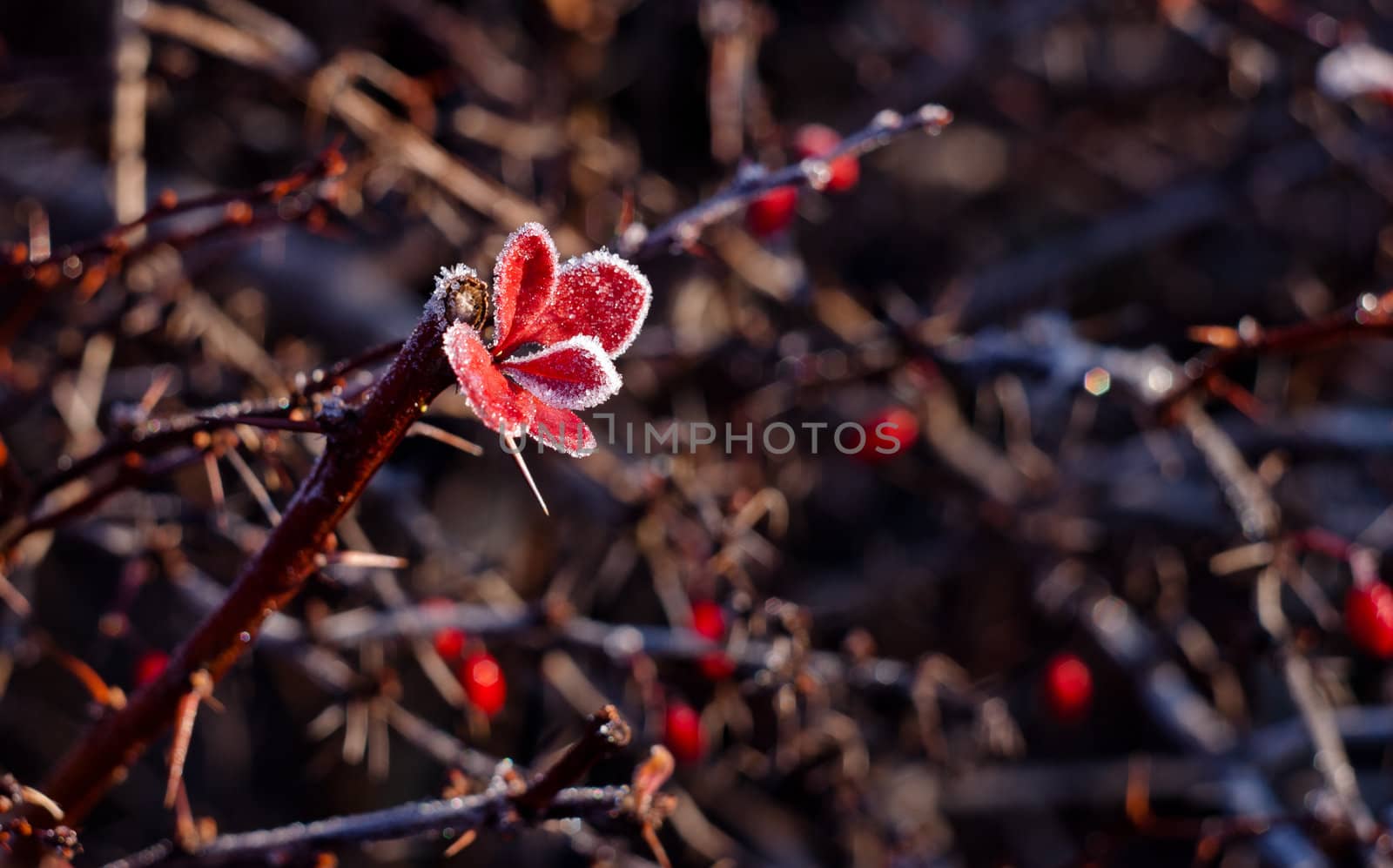 frozen red leaves by RobertHardy