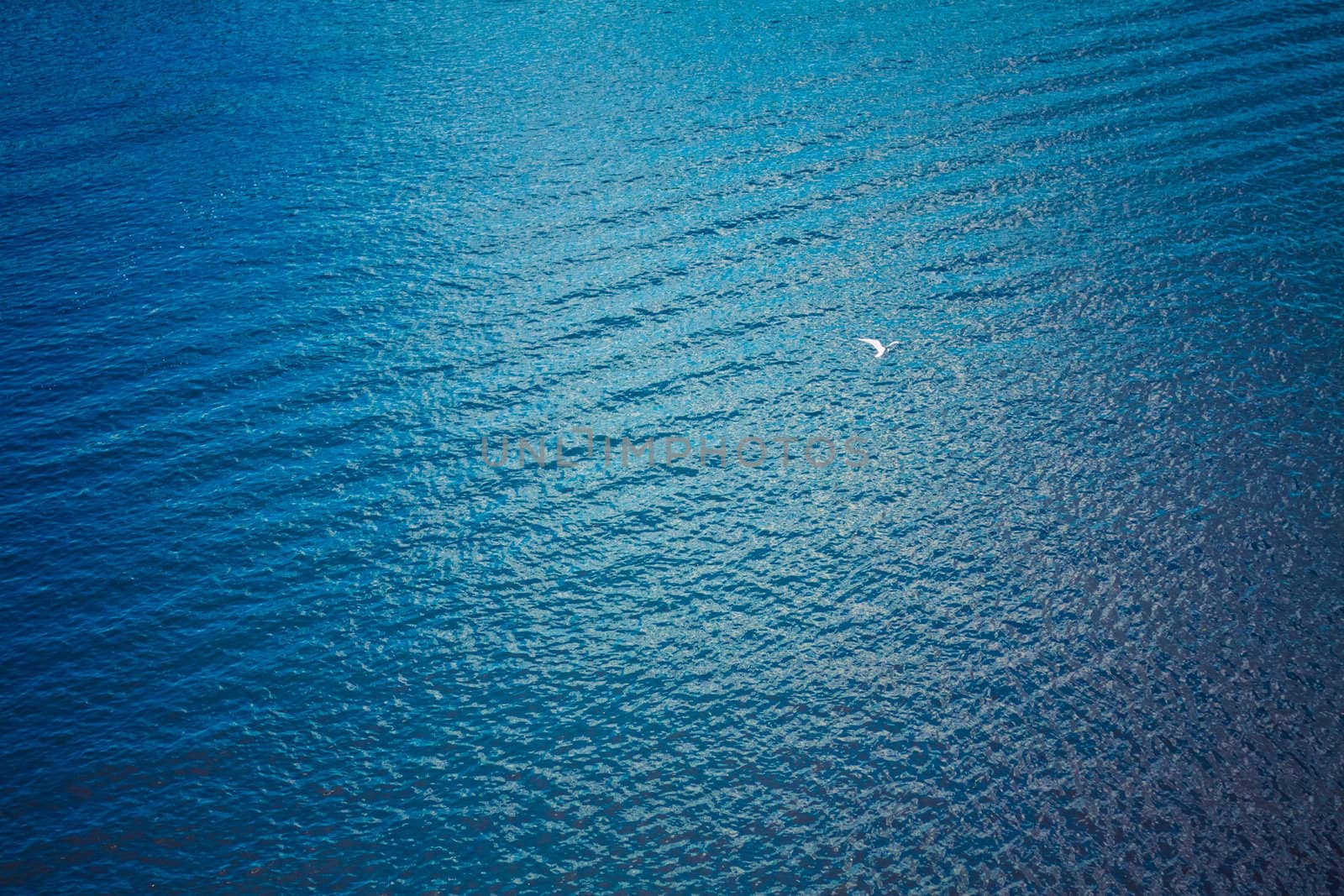 white seagull flying over deep blue waves by ryhor