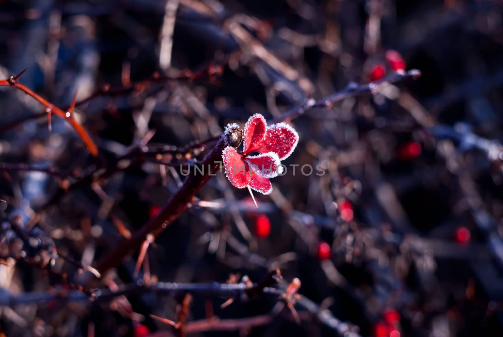frozen red leaves on the vine with spikes