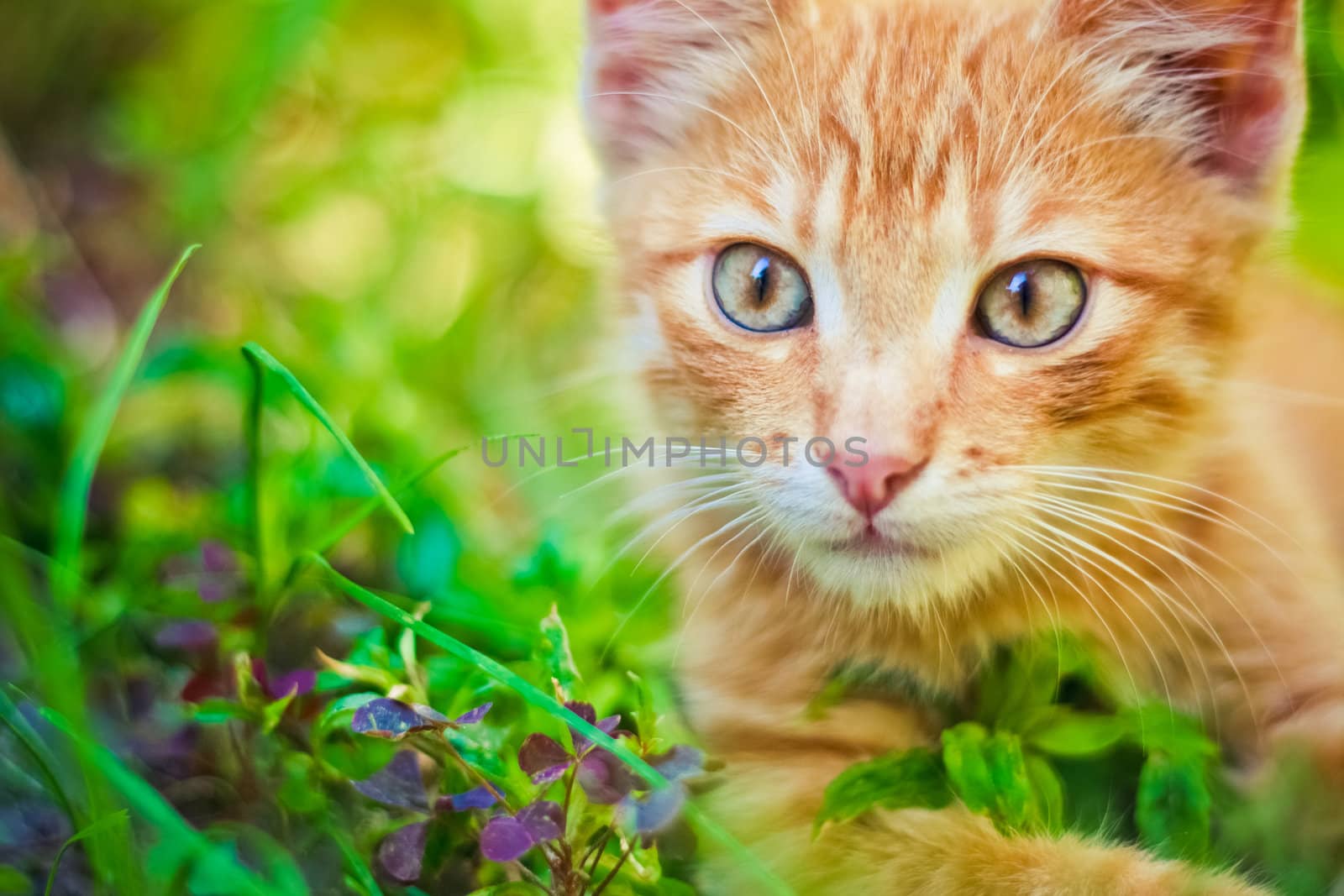 Young kitten is hunting on green grass by ryhor