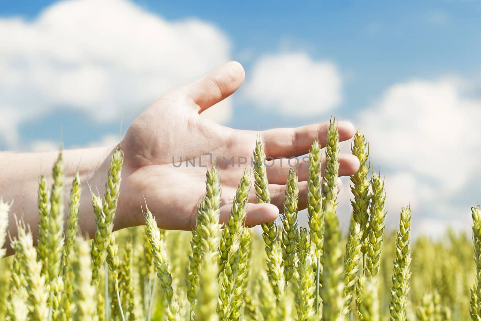 Hand near ears on cereals field in summer
