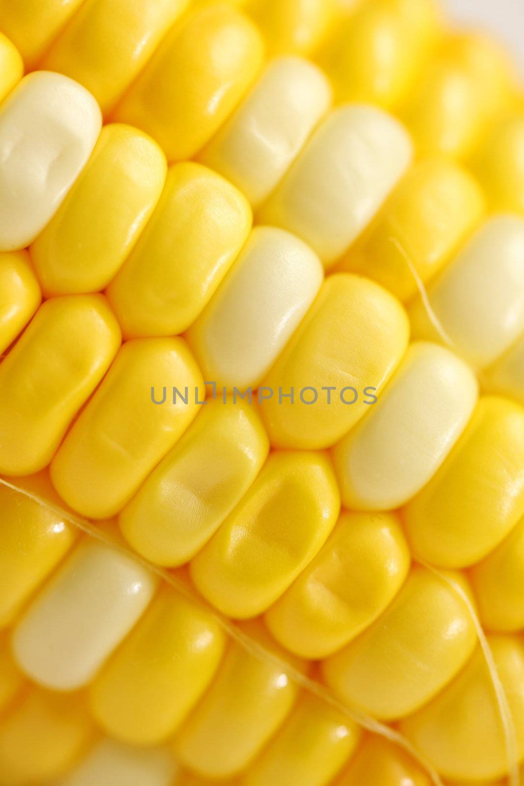 Corn close-up. by kawing921