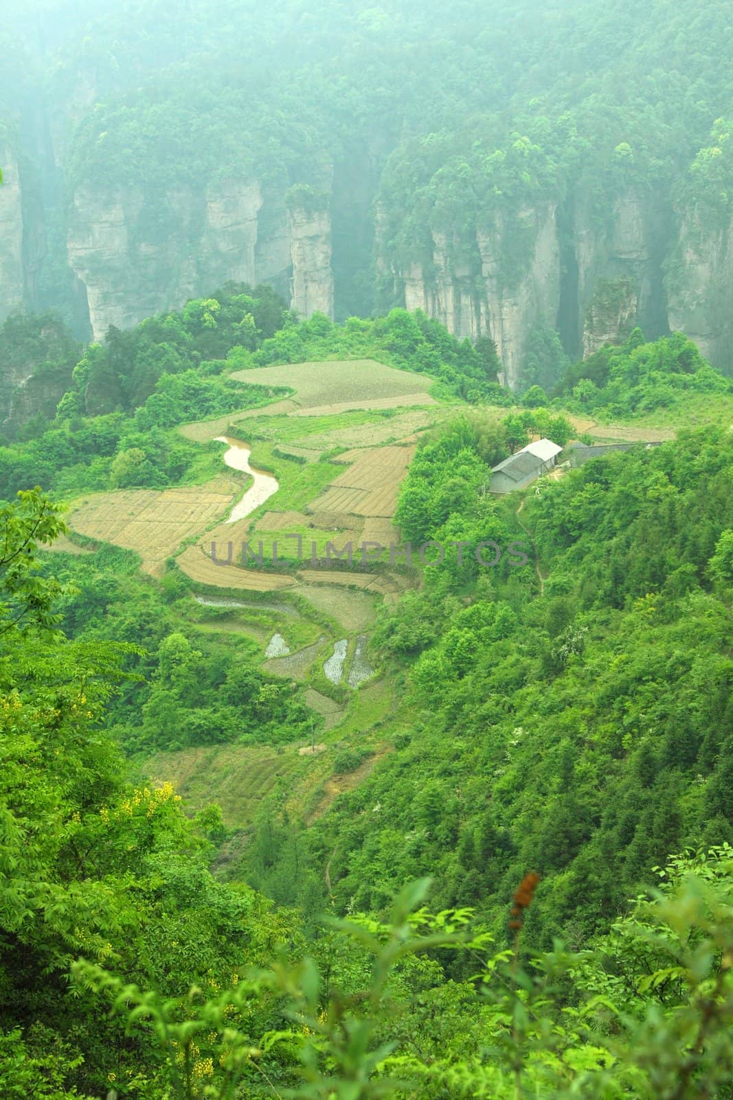 The garden at sky landscape of Zhangjiajie