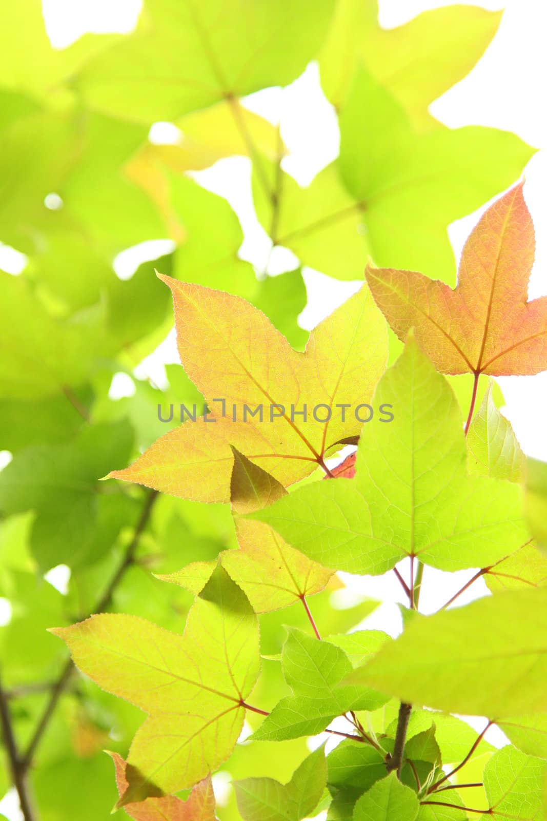 Green leaves background by kawing921