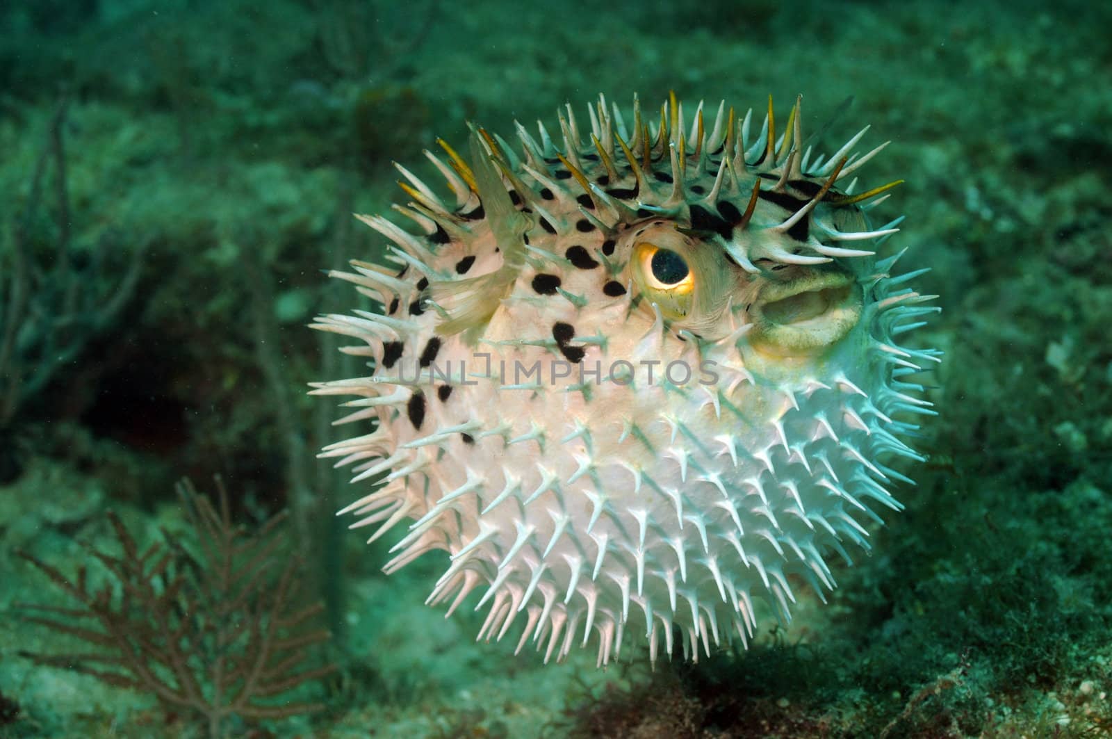 Blowfish or puffer fish underwater in ocean