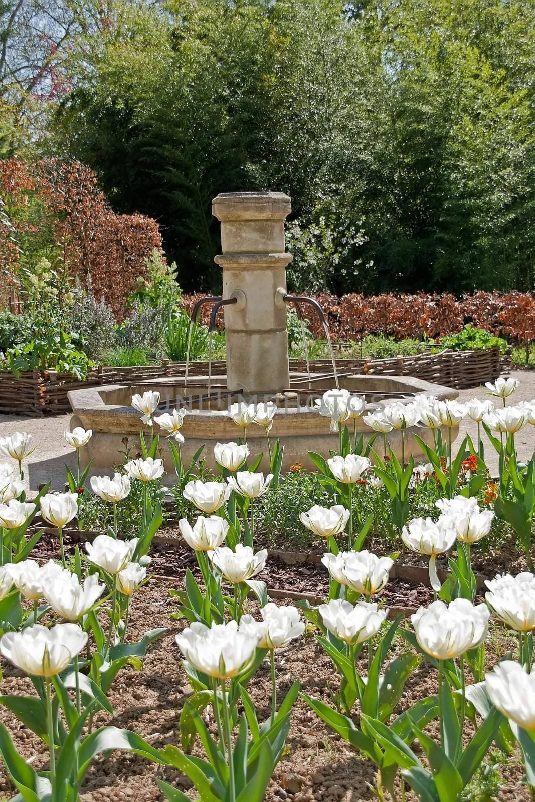 a field of white tulips and fountain. representation of happiness