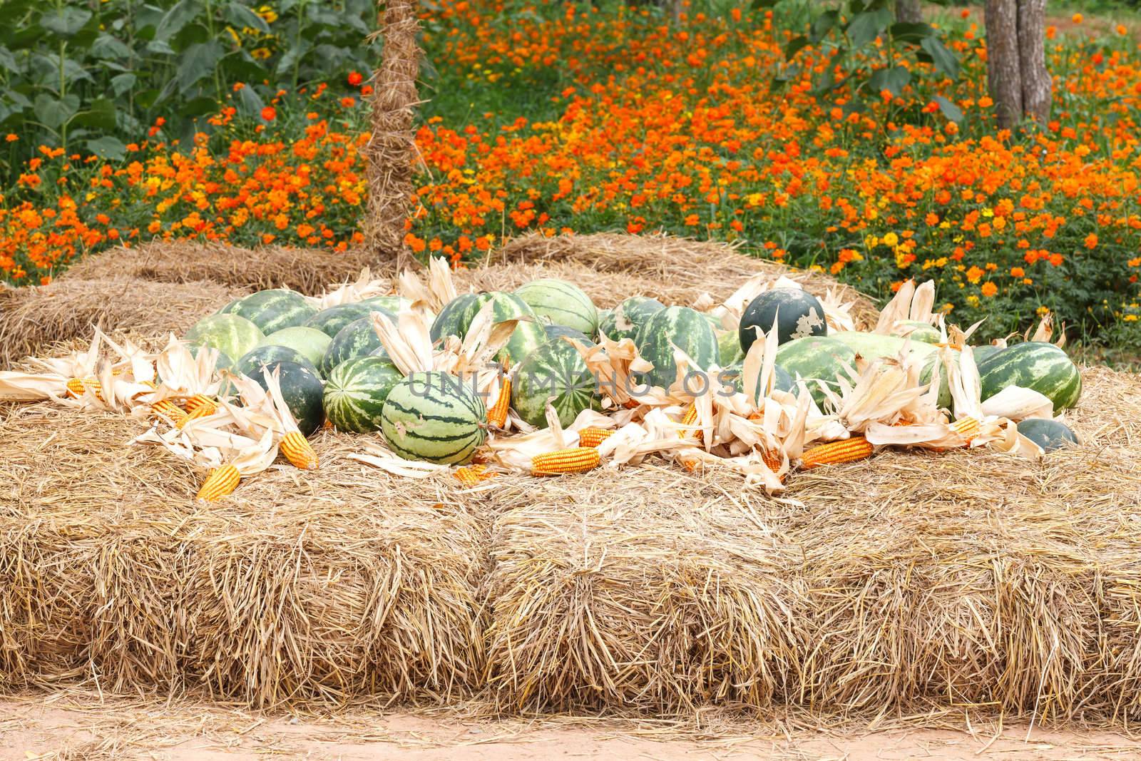 Watermelon and dry corn on a pile of straw. by jame_j@homail.com