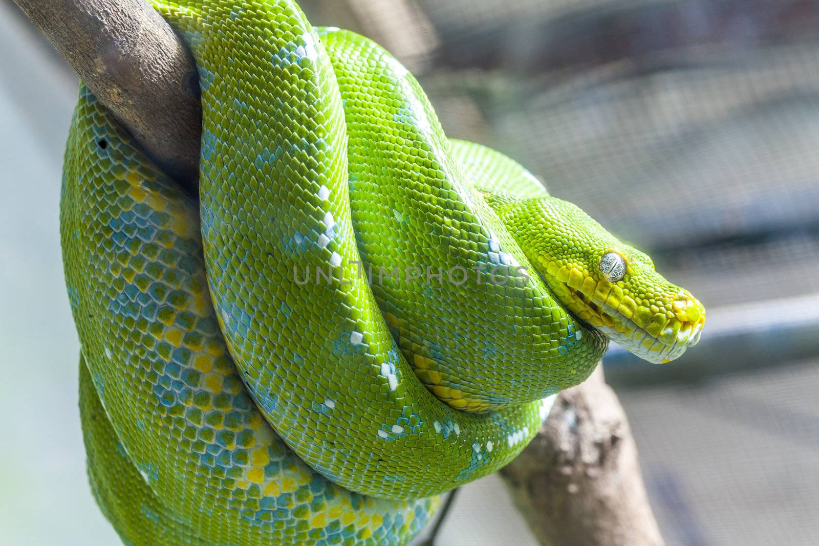 Resting wild green snake on a branch