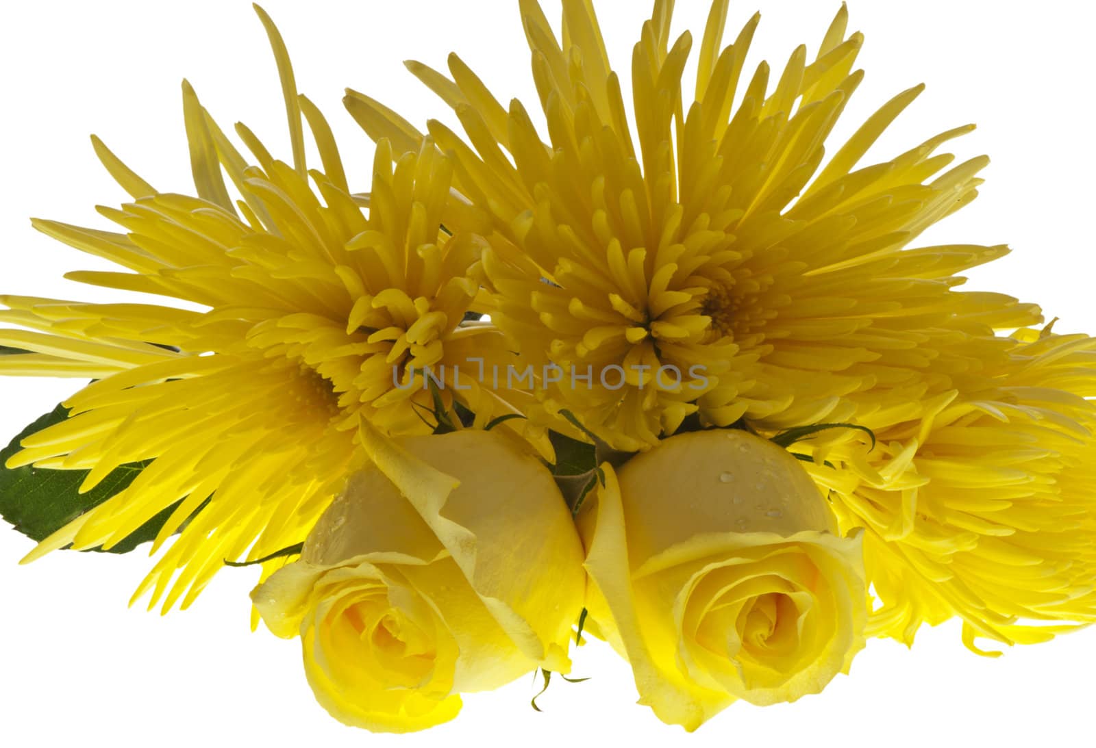 Composition of flowers on a white background
