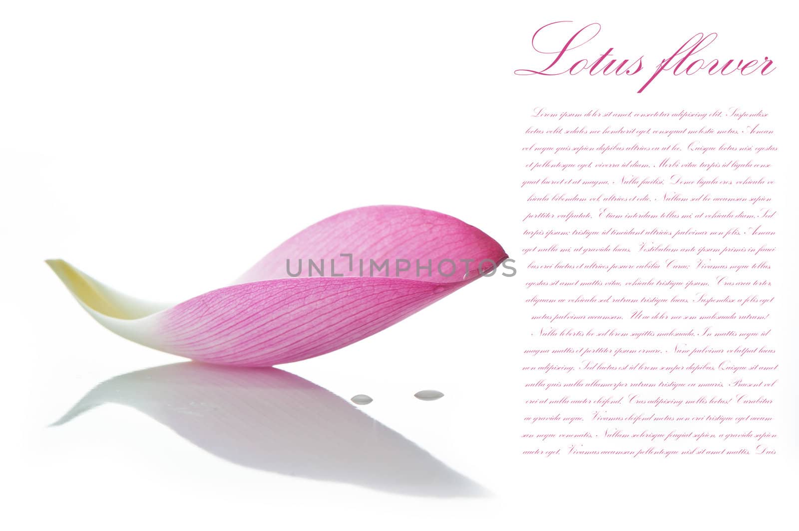 Lotus petal on white background with area for your text by p.studio66
