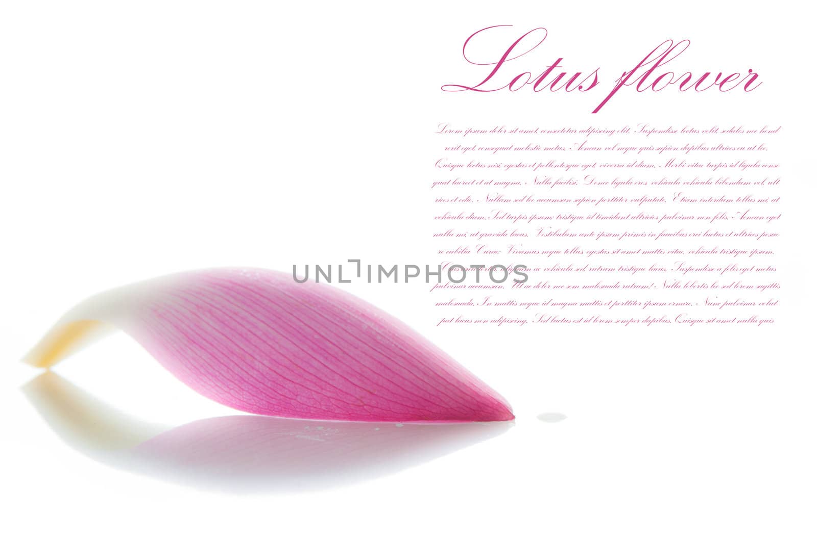 Lotus petal on white background with area for your text by p.studio66