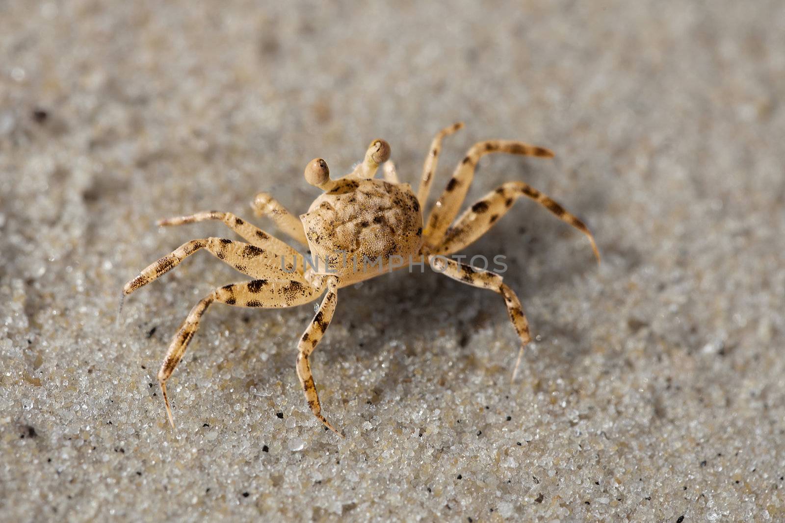 Small beach crab on the sand close up