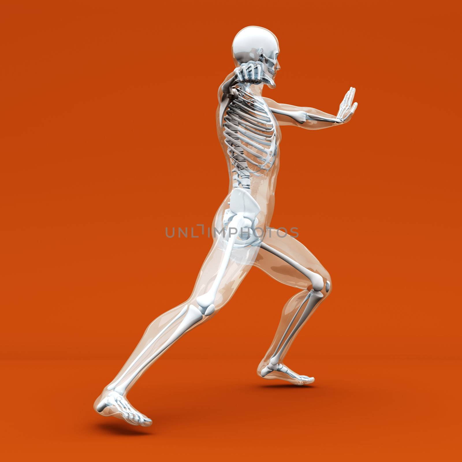 A medical visualisation of human anatomy. 3D rendered Illustration.