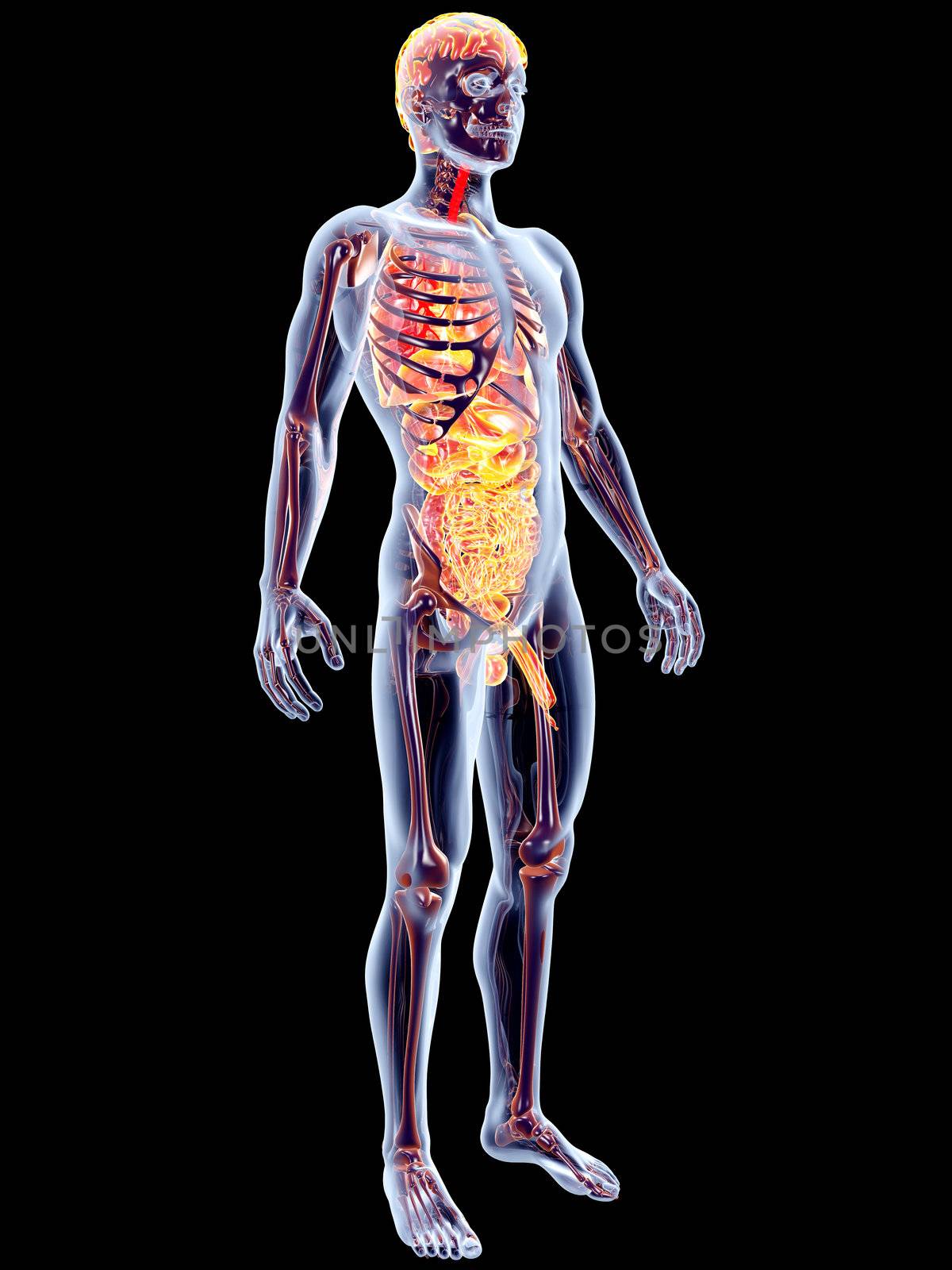 The internal adrenal Organs. 3D rendered anatomical illustration.