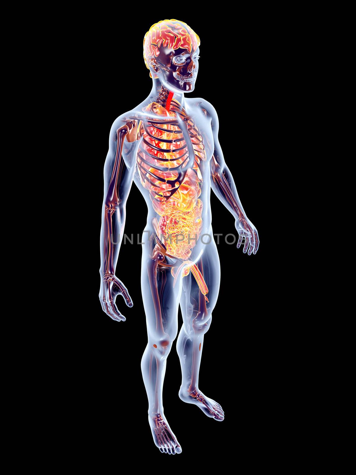 The internal adrenal Organs. 3D rendered anatomical illustration.