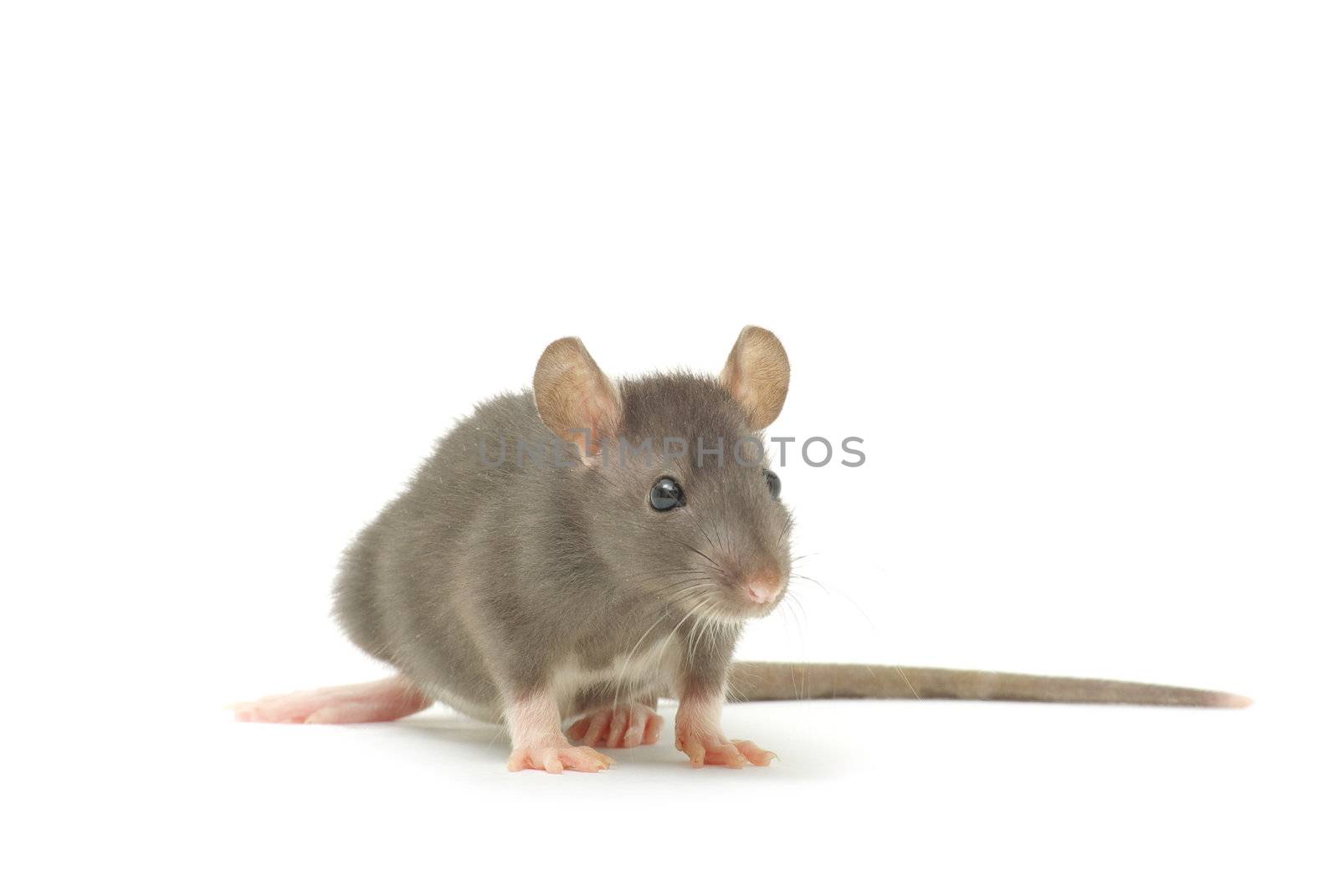  rat  isolated on white background
