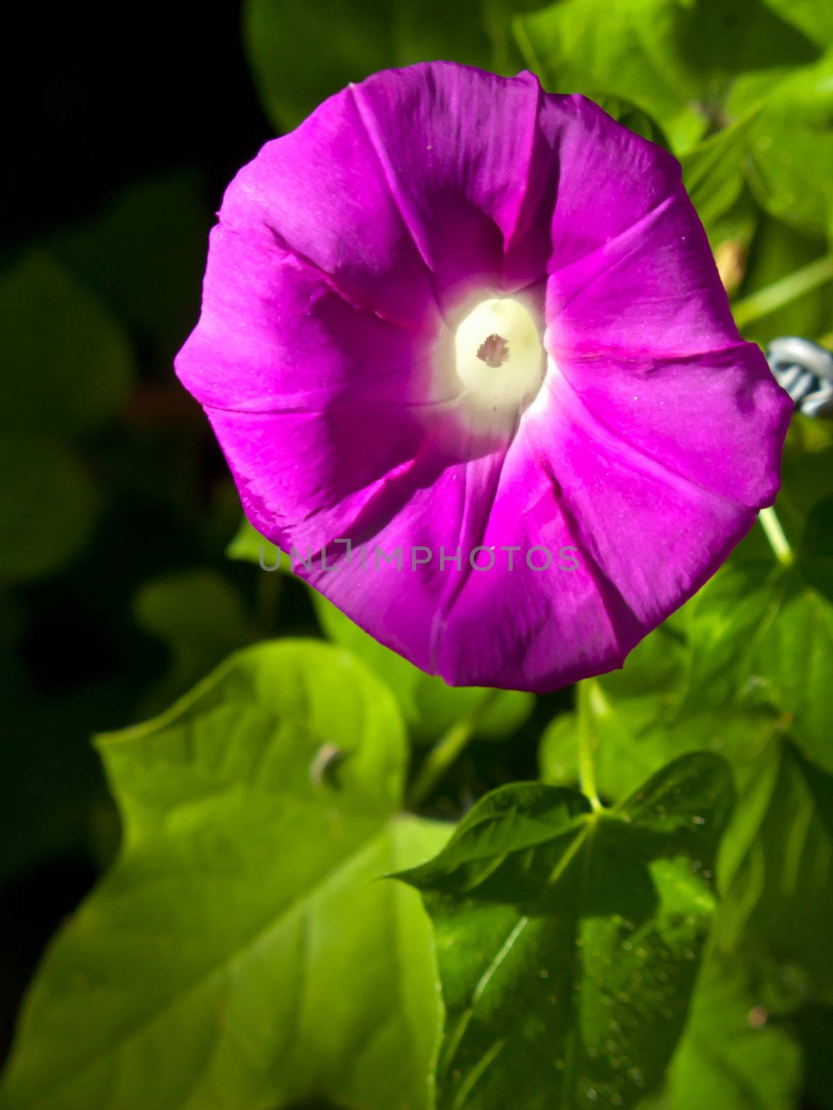 Beautiful pink flower of Morning glory(Ipomoea sp. Family Convolvulaceae), shallow depth of field focus on pollen.