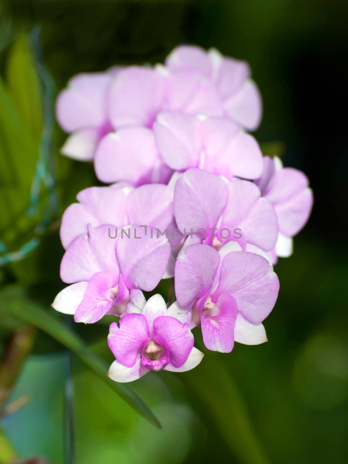 Beautiful bouquet pink orchid flower by Exsodus