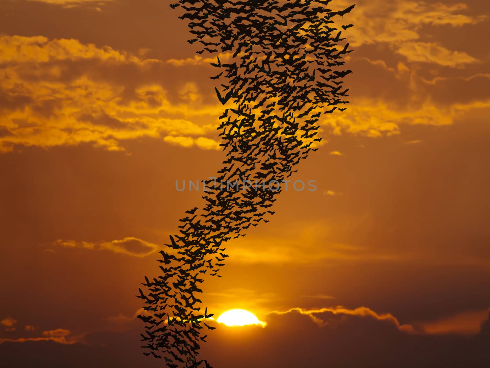 Bats flying againt sun by Exsodus