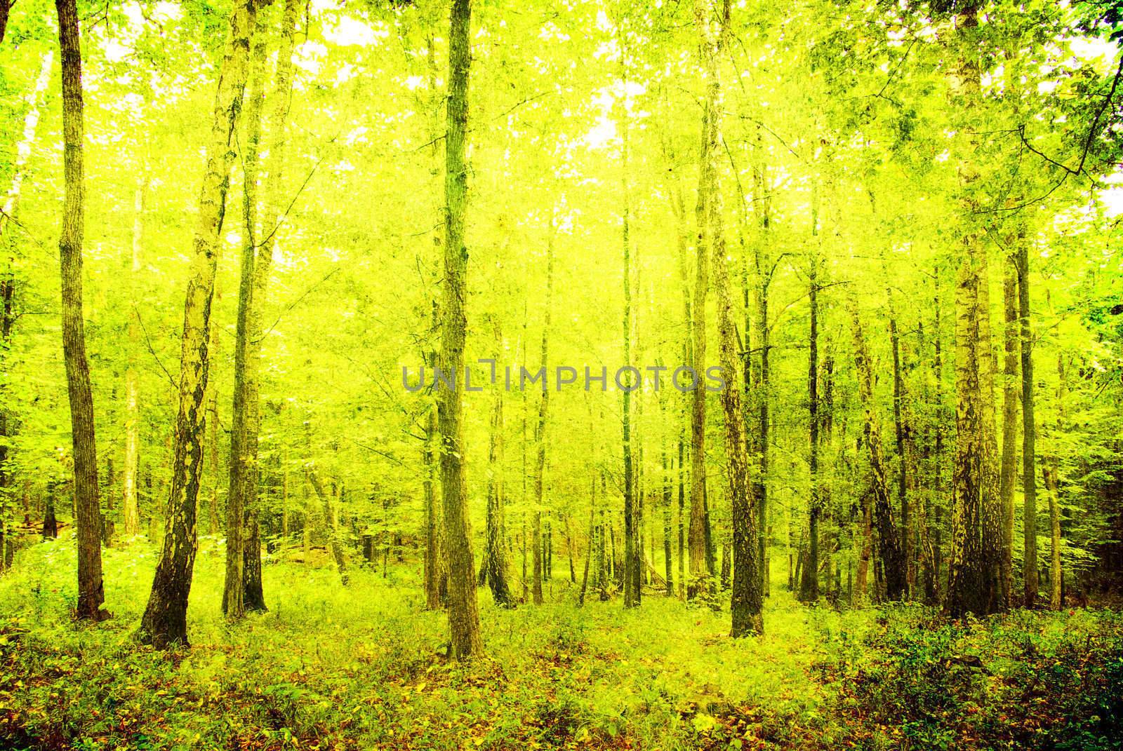 grunge forest background with space for text or image 