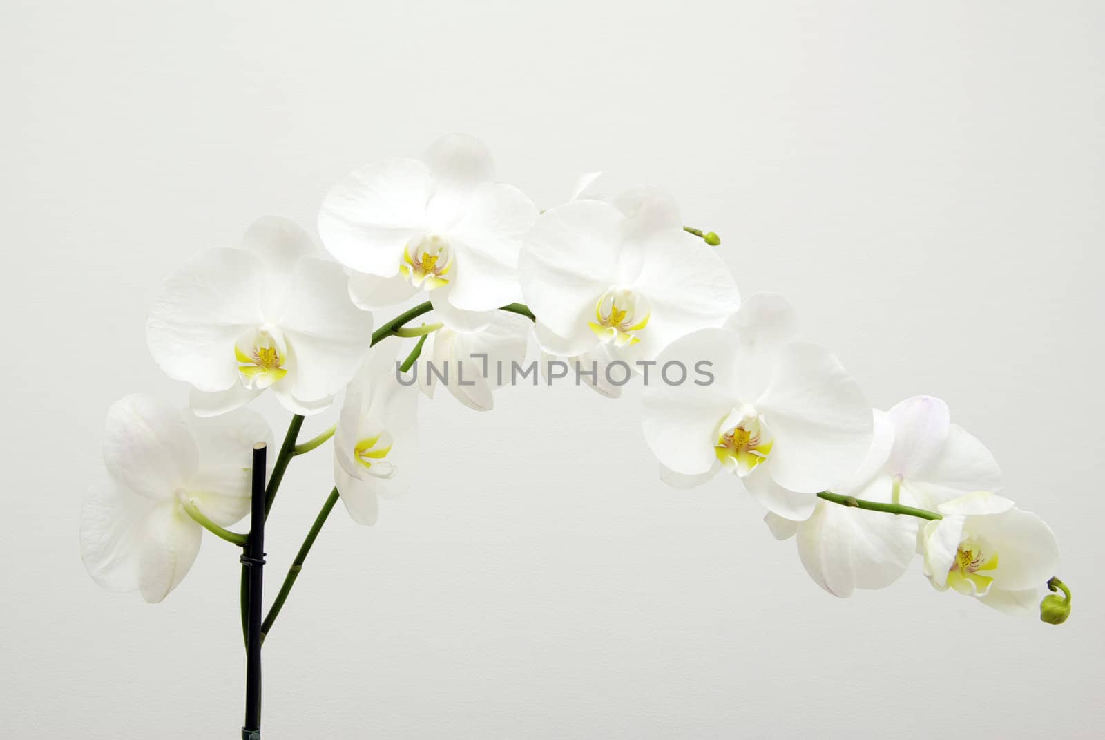Blooming white orchids flower isolated on white background