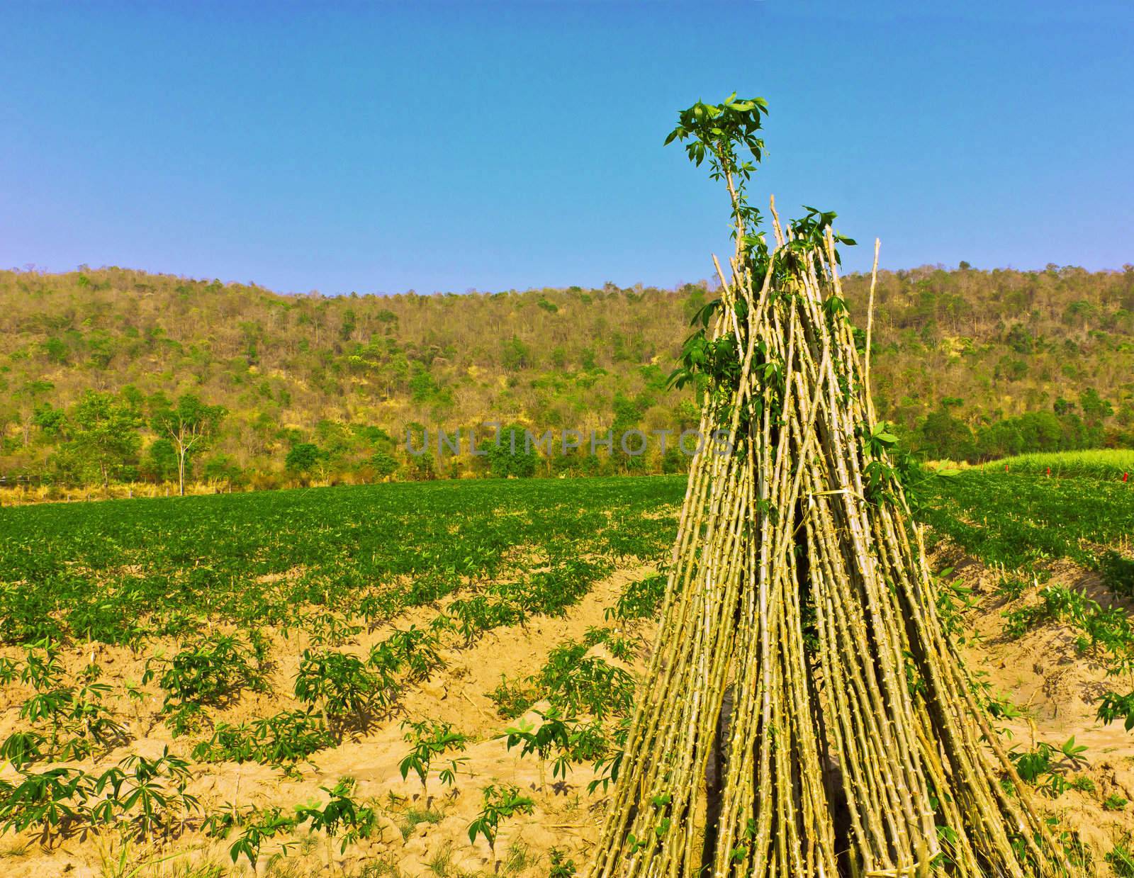 Cassava plantation by sutipp11