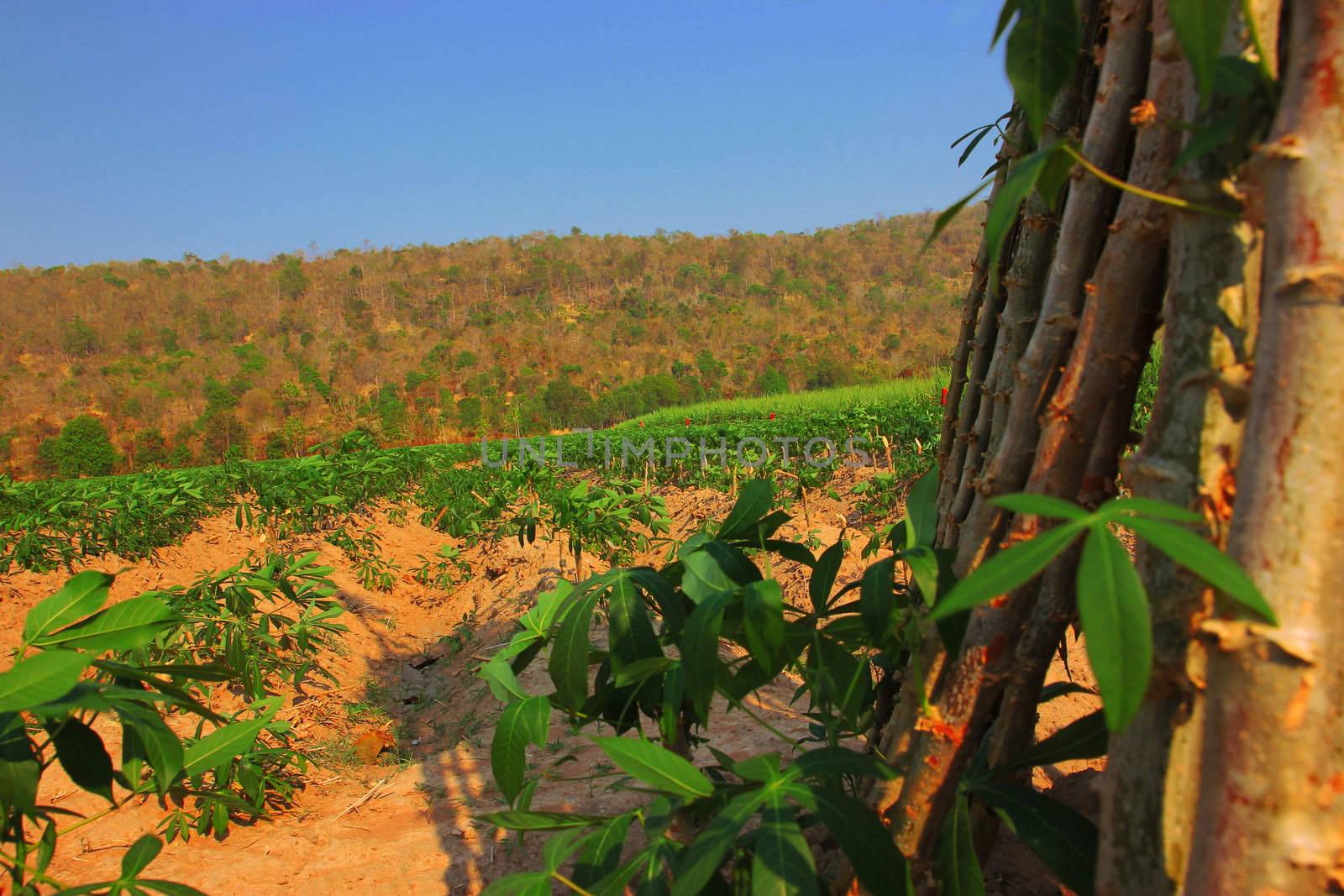 Cassava seedlings to coordinate the farm