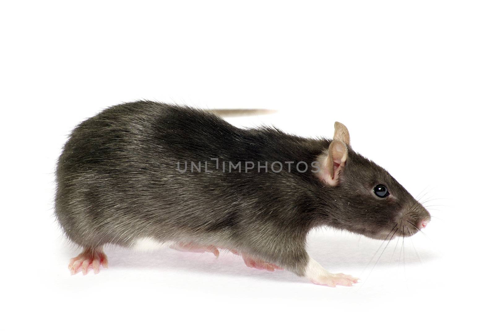 grey rat  isolated on white background