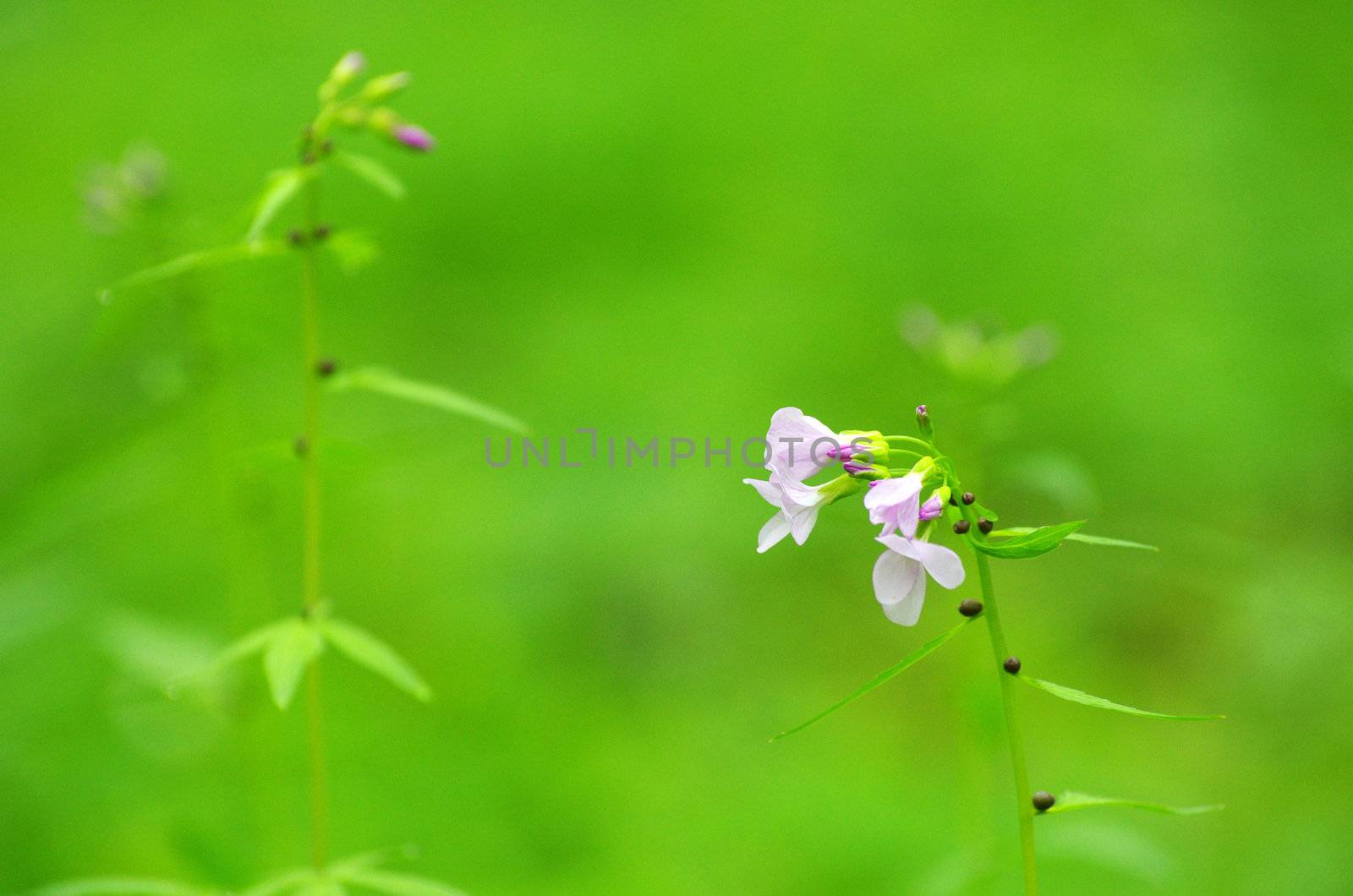 blue spring flower on the field