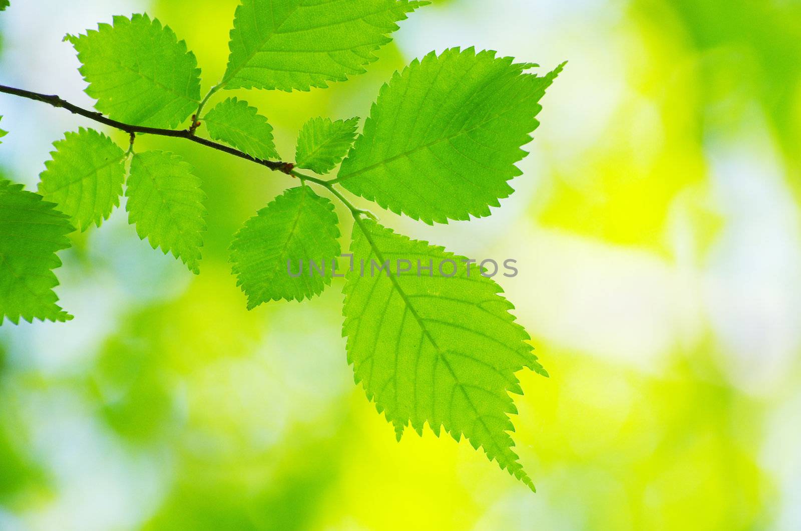spring green leaves background in a sunny day