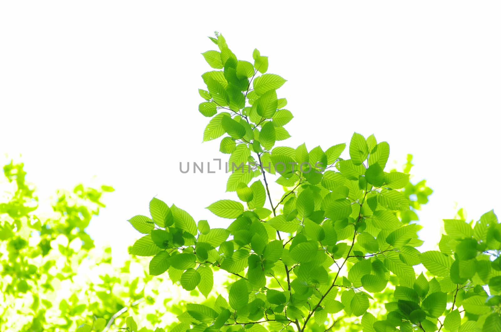 green leaves background on white  background