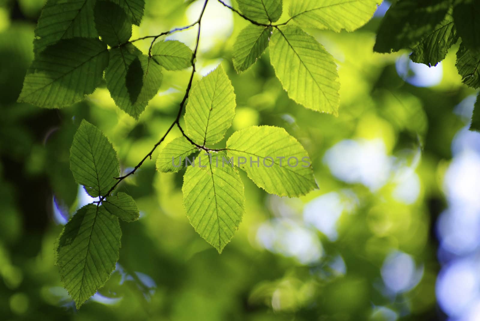 green leaves background in a sunny day