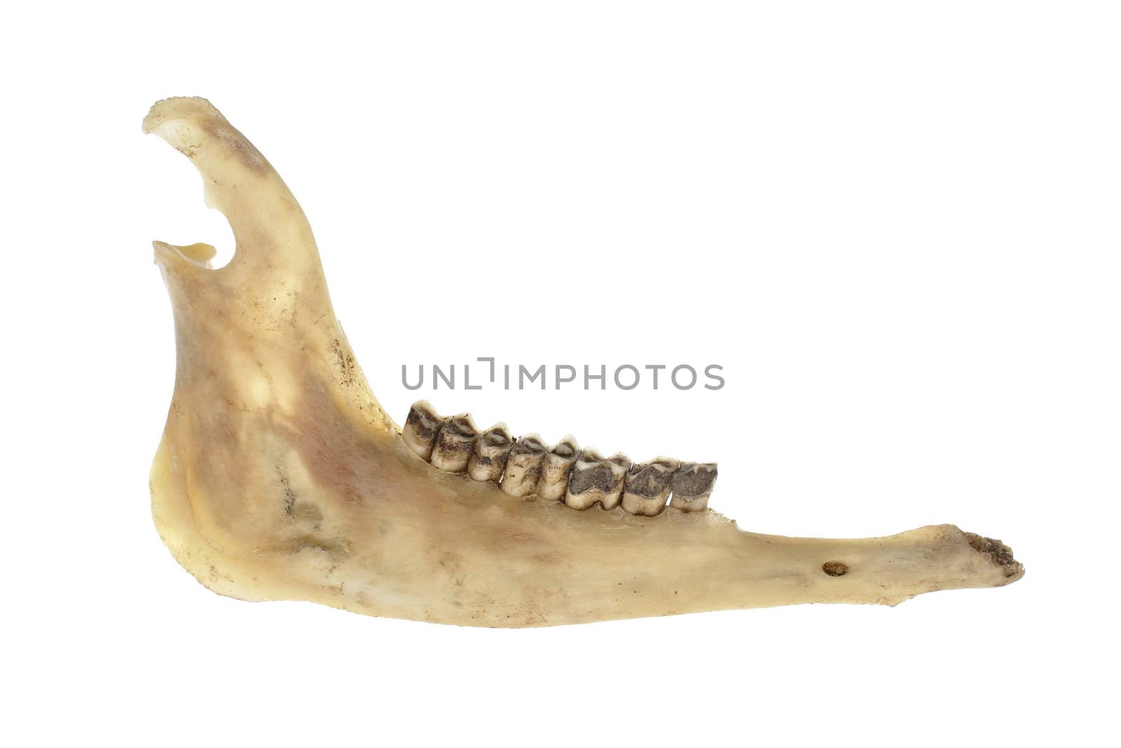 Closeup of deer jawbone isolated on white background