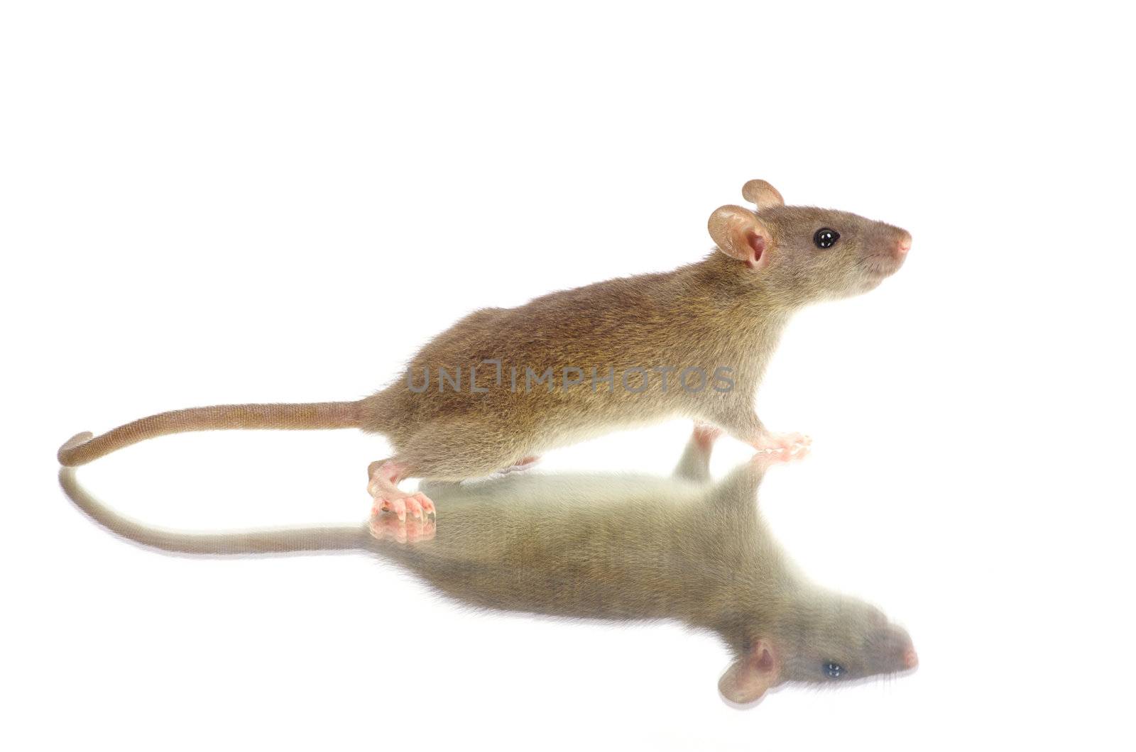 rat isolated on white background