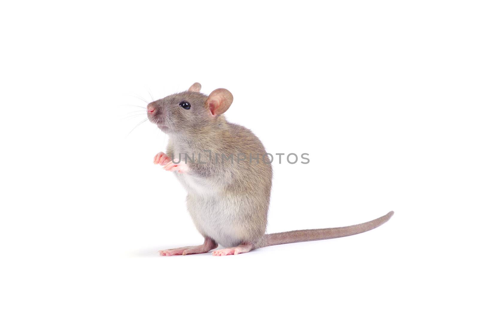 rat isolated on white background