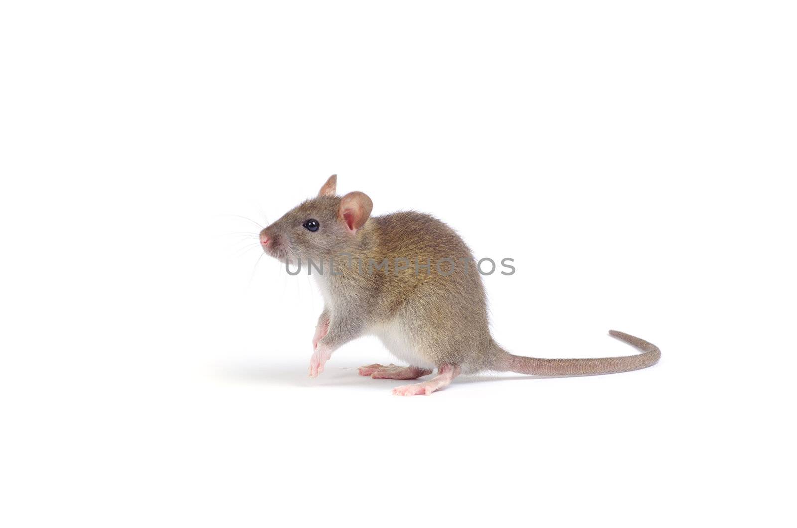 rat isolated on white background