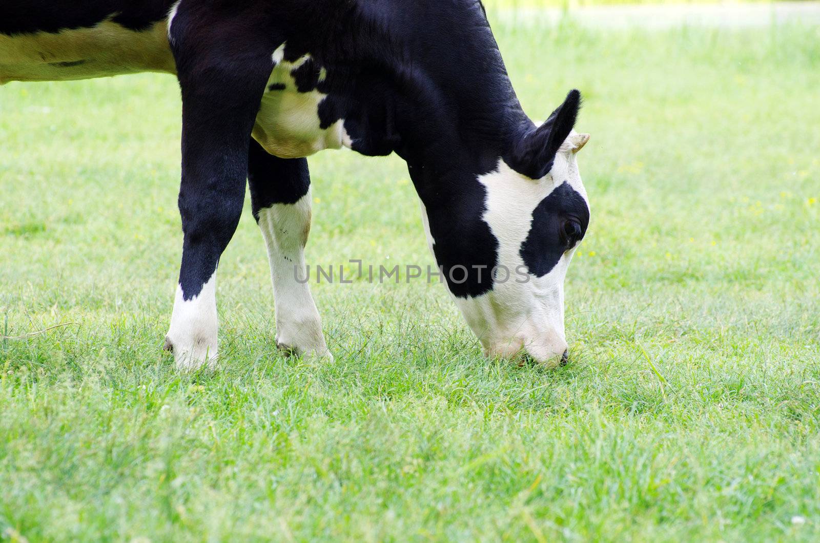 cows on a green meadow